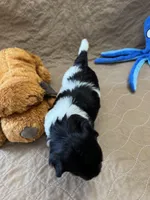 Jerry - Reserved, a male Coton de Tulear for sale in Converse, IN – Photo 8 of 10