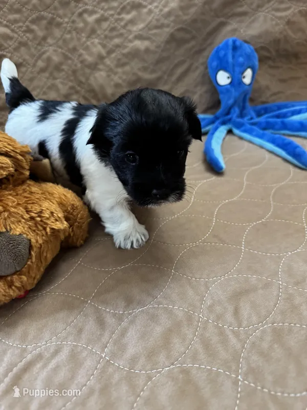 Jerry – Coton de Tulear puppy for sale in Converse, IN