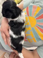 Jerry - Reserved, a male Coton de Tulear for sale in Converse, IN – Photo 4 of 10