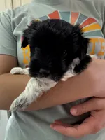 Jerry - Reserved, a male Coton de Tulear for sale in Converse, IN – Photo 2 of 10
