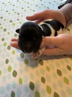 Jerry, a male Coton de Tulear for sale in Converse, IN – Photo 2 of 6