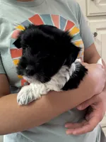 Jerry - Reserved, a male Coton de Tulear for sale in Converse, IN – Photo 3 of 10