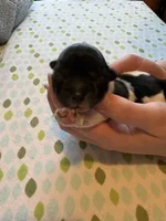 Jerry, a male Coton de Tulear for sale in Converse, IN – Photo 5 of 6
