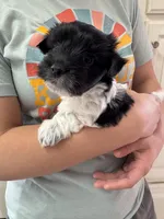 Jerry - Reserved, a male Coton de Tulear for sale in Converse, IN – Photo 1 of 10