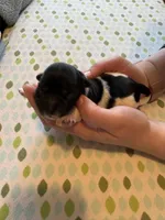 Jerry, a male Coton de Tulear for sale in Converse, IN – Photo 6 of 6