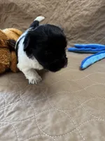 Jerry - Reserved, a male Coton de Tulear for sale in Converse, IN – Photo 7 of 10