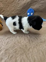 Jerry - Reserved, a male Coton de Tulear for sale in Converse, IN – Photo 10 of 10