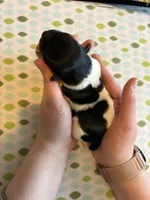 Jerry, a male Coton de Tulear for sale in Converse, IN – Photo 3 of 6