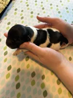 Jerry, a male Coton de Tulear for sale in Converse, IN – Photo 1 of 6