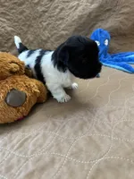 Jerry - Reserved, a male Coton de Tulear for sale in Converse, IN – Photo 9 of 10