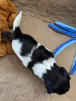 Jerry - Reserved, a male Coton de Tulear for sale in Converse, IN – Photo 6 of 10