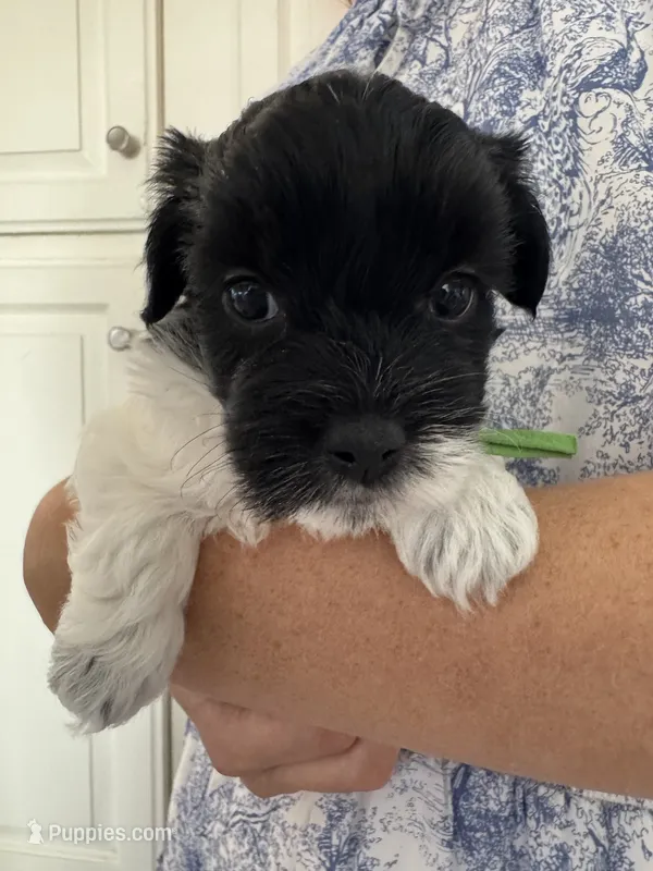 Henry - Coton de Tulear – Coton de Tulear puppy for sale in Converse, IN