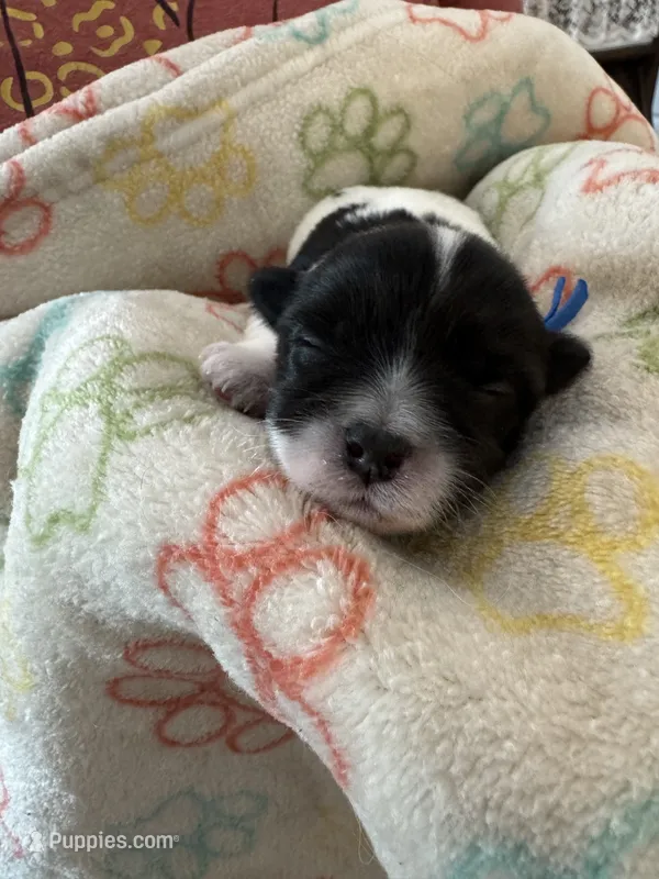 Archie - Coton de Tulear – Coton de Tulear puppy for sale in Converse, IN