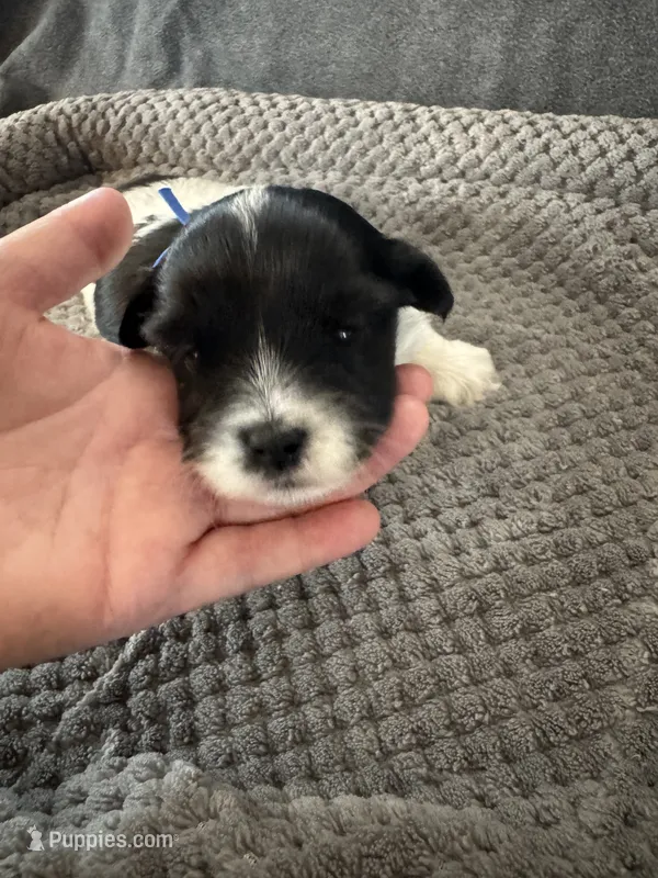Archie - Coton de Tulear – Coton de Tulear puppy for sale in Converse, IN