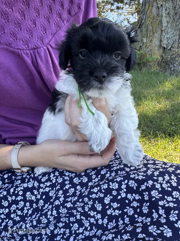 Henry - Coton de Tulear – Coton de Tulear puppy for sale in Converse, IN