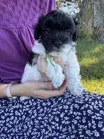 Henry - Coton de Tulear, a male Coton de Tulear for sale in Converse, IN – 1 of 8