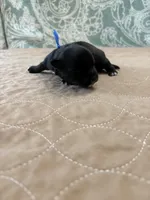 Davey - Reserved, a male Coton de Tulear for sale in Converse, IN – Photo 4 of 7