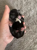 Davey, a male Coton de Tulear for sale in Converse, IN – Photo 2 of 3