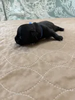 Davey - Reserved, a male Coton de Tulear for sale in Converse, IN – Photo 2 of 7