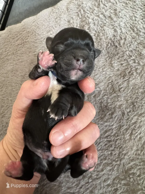 Davey – Coton de Tulear puppy for sale in Converse, IN