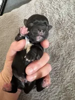 Davey, a male Coton de Tulear for sale in Converse, IN – Photo 1 of 3