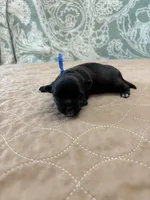 Davey - Reserved, a male Coton de Tulear for sale in Converse, IN – Photo 5 of 7