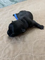 Davey - Reserved, a male Coton de Tulear for sale in Converse, IN – Photo 3 of 7