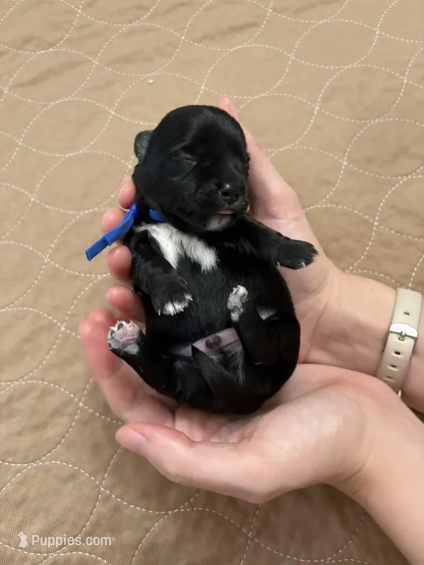 Davey – Coton de Tulear puppy for sale in Converse, IN