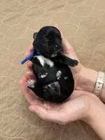 Davey - Reserved, a male Coton de Tulear for sale in Converse, IN – Photo 1 of 7