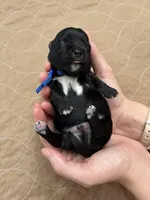 Davey - Reserved, a male Coton de Tulear for sale in Converse, IN – Photo 7 of 7
