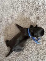 Davey, a male Coton de Tulear for sale in Converse, IN – Photo 3 of 3
