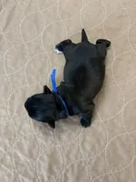 Davey - Reserved, a male Coton de Tulear for sale in Converse, IN – Photo 6 of 7