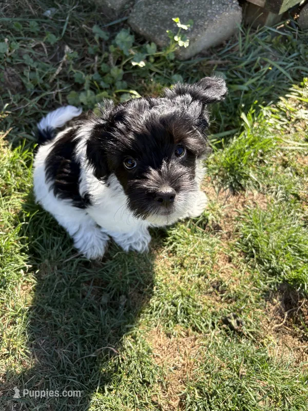 Henry - Coton de Tulear – Coton de Tulear puppy for sale in Converse, IN