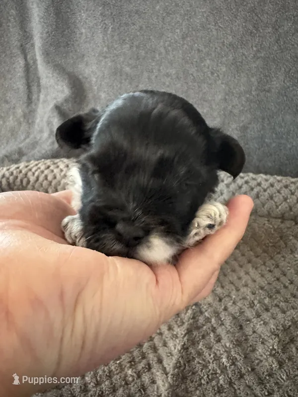 Henry - Coton de Tulear – Coton de Tulear puppy for sale in Converse, IN