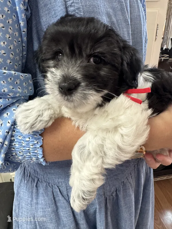 Jazz - Coton de Tulear – Coton de Tulear puppy for sale in Converse, IN
