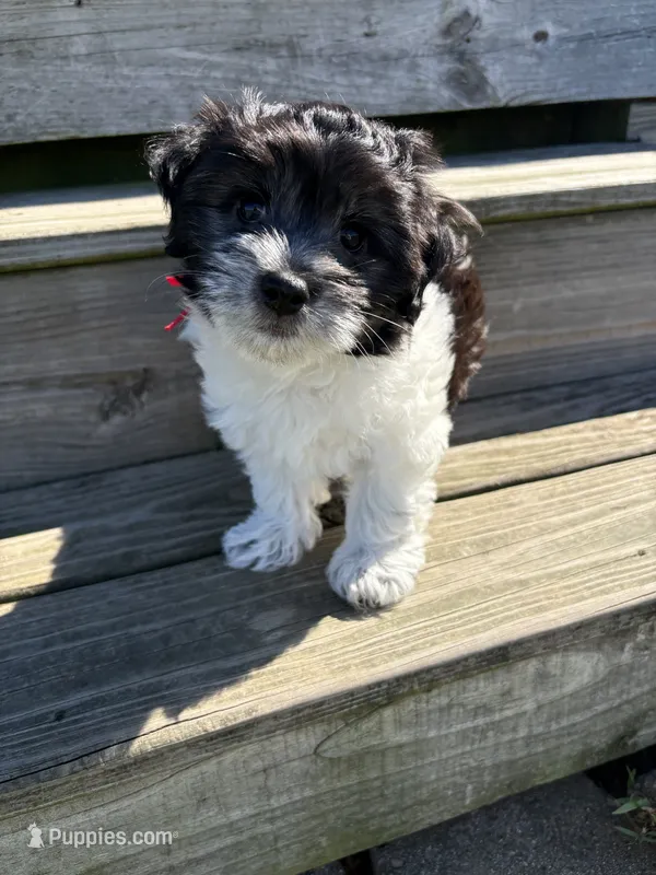 Jazz - Coton de Tulear – Coton de Tulear puppy for sale in Converse, IN