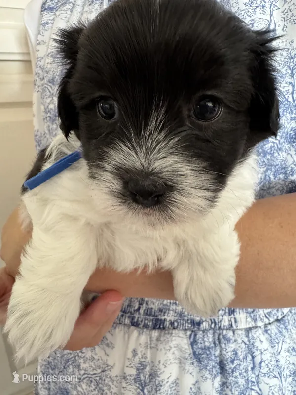 Archie - Coton de Tulear – Coton de Tulear puppy for sale in Converse, IN