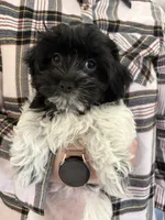 Marley Havaton, a female Coton de Tulear and Havanese for sale in Converse, IN – Photo 1 of 10