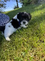 Archie - Coton de Tulear, a male Coton de Tulear for sale in Converse, IN – 3 of 5