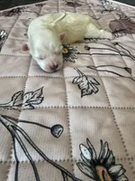 Meadow - Coton de Tulear, a female Coton de Tulear for sale in Converse, IN – 6 of 7