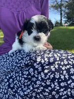 Leo - Coton de Tulear, a male Coton de Tulear for sale in Converse, IN – 3 of 7