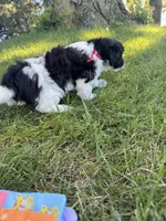 Jazz - Coton de Tulear, a male Coton de Tulear for sale in Converse, IN – 9 of 10