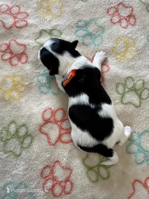 Leo - Coton de Tulear – Coton de Tulear puppy for sale in Converse, IN