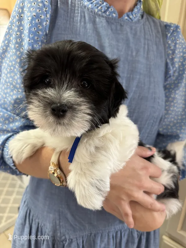 Archie - Coton de Tulear – Coton de Tulear puppy for sale in Converse, IN