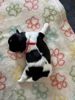 Jazz - Coton de Tulear, a male Coton de Tulear for sale in Converse, IN – 6 of 8