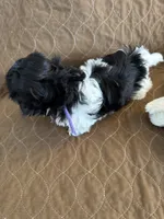 processed/19a3dd6b-cb2f-4a41-8297-8582d146fafa/listing/fb8e939e-4d83-43c7-a363-c8fd10b8539e/9e0e8f5e-5017-4903-883e-f4fee4fef027