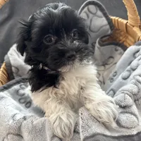 processed/19a3dd6b-cb2f-4a41-8297-8582d146fafa/listing/fb8e939e-4d83-43c7-a363-c8fd10b8539e/ad1ca2c5-2f49-470e-ac6e-bb3362c7280c