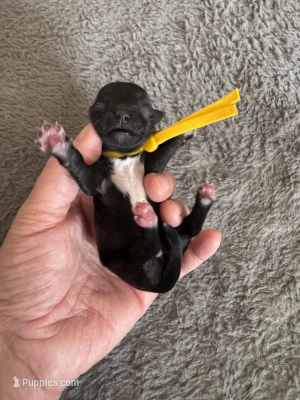 Larry – Coton de Tulear puppy for sale in Converse, IN