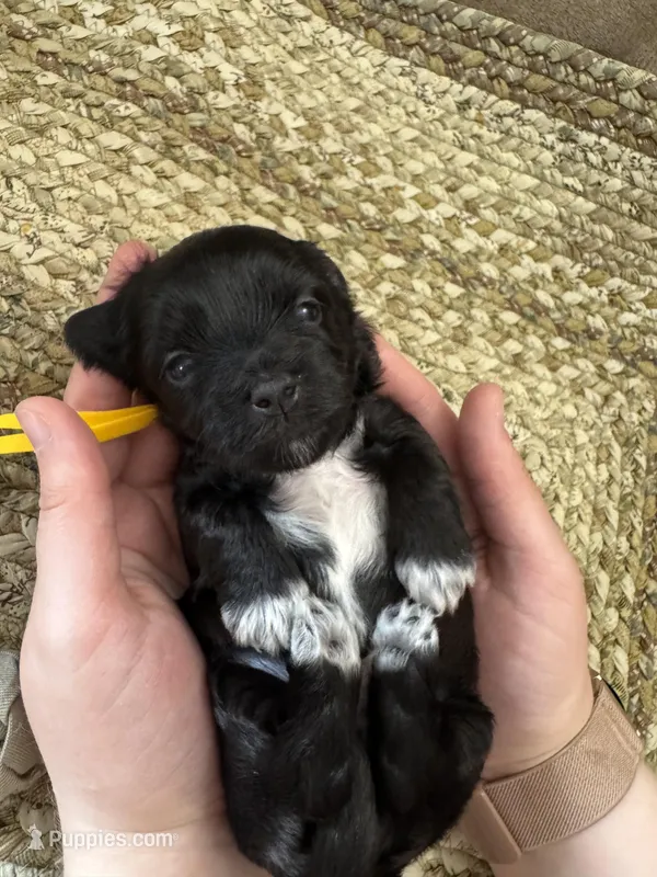 Larry – Coton de Tulear puppy for sale in Converse, IN