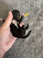 Larry, a male Coton de Tulear for sale in Converse, IN – Photo 3 of 3